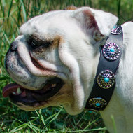 English Bulldog Leather Dog Collar UK with Blue Stones