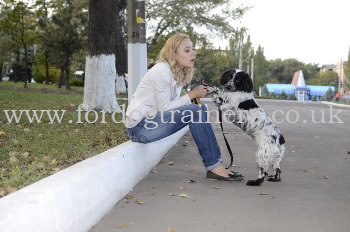 English Springer Spaniel