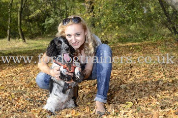 English Springer Spaniel Harness