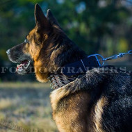 Best Spiked Dog Collar for German Shepherd