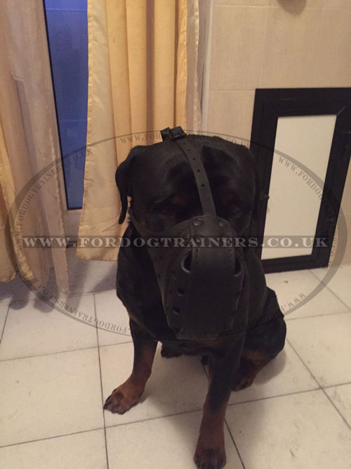 buy dog muzzle for Rottweiler online UK