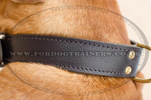 The Best Dog Collar for Dogue De Bordeaux