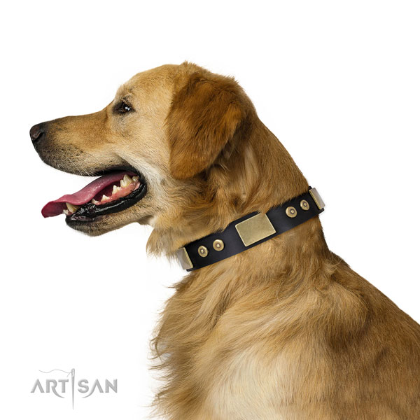 Buy Designer Dog Collar for Golden Retriever