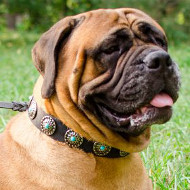 Exclusive Handmade Dog Collar with Blue Studs for Bullmastiff