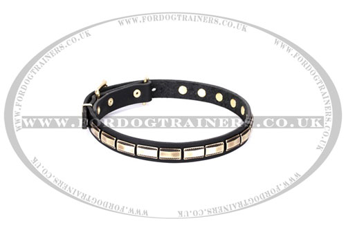 dog collar with metal plates