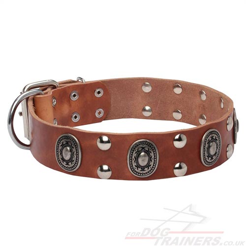 Fashion Dog Collar