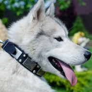 Fashionable Dog Collar for Husky | Husky Dog Collar with Studs