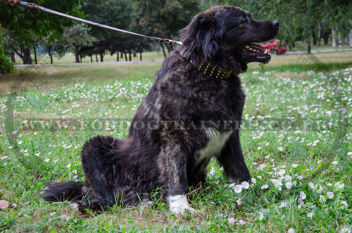 gold spiked dog collar for Caucasian Shepherd
