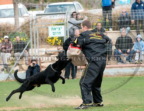 IPO Dog Trial