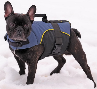 French Bulldog Harness