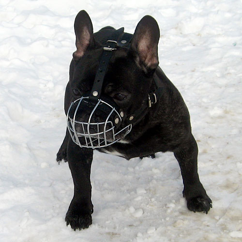 small dog muzzle for French Bulldog