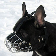 French Bulldog Muzzle