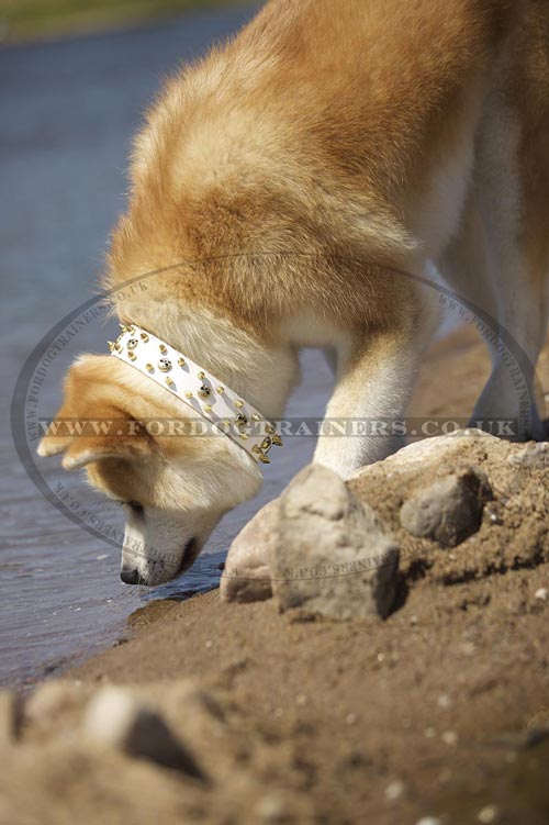 Fresh Water for Dogs on Heat