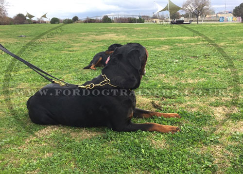 Fur Saver Dog Collar and Lead for Rottweiler