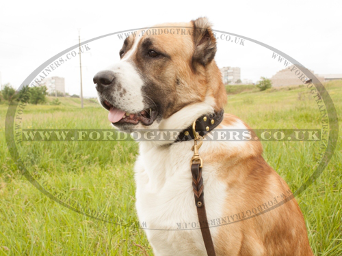 Dog Collar and Dog Leash on the Central Asian Shepherd Dog
