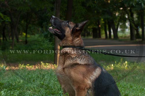 German Shepherd Collar and Leash