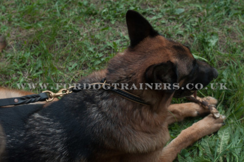 German Shepherd Dog Leash with Brass Fittings