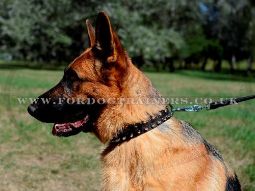 German Shepherd Spiked Collar