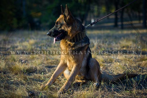 German Shepherd Spiked Dog Collar