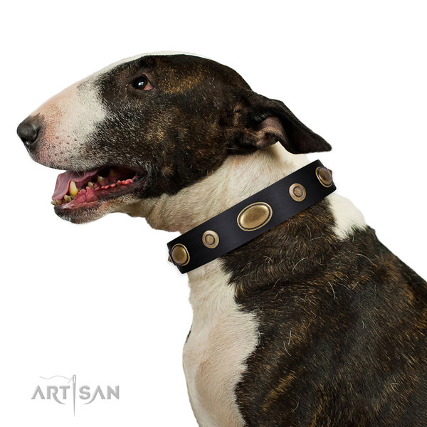Studded Dog Collar for British Bull Terrier