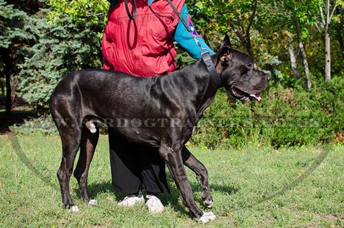 1.5 In Wide Leather Dog Collar for Great Dane