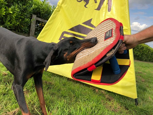 dog biting training gear