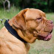 Soft Dog Collar Padded with Felt for Dogue De Bordeaux Comfort