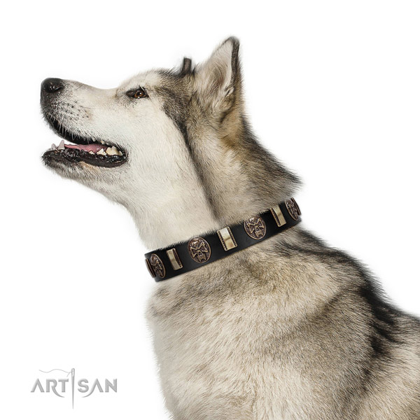 Gold and Black Dog Collar for Malamute