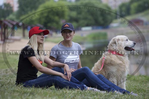 Golden Retriever Dog Accessories