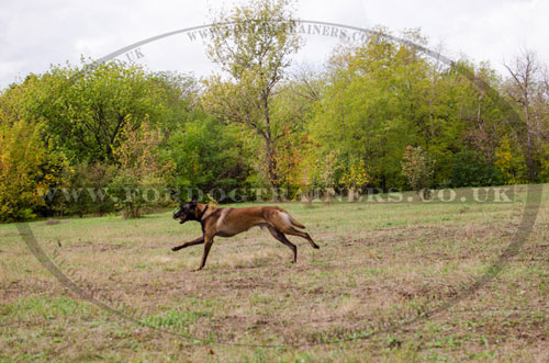 good dog collar for training Belgian Malinois