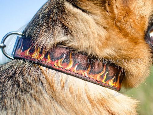 The Best Dog Collar for German Shepherd