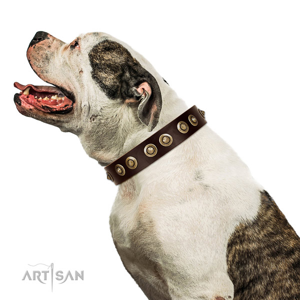 Brown Leather Dog Collar for American Bulldog