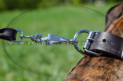 Boxer Dog Collars