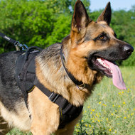 Best Dog Harness for German Shepherd Training and Walking