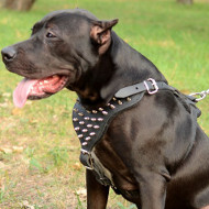 Gorgeous Style - Spiked Leather Dog Harness for Pitbull