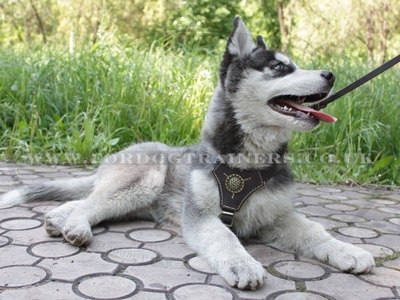 Husky Puppy Harness with Soft Lining