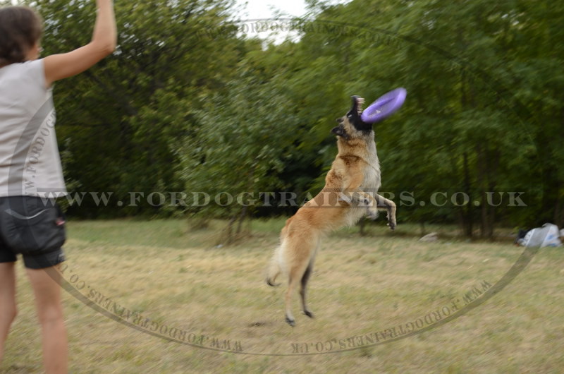 how to teach a dog to play frisbee