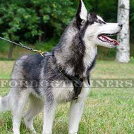 siberian husky akita malamute