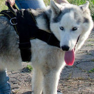 Husky Harness Nylon Best Choice | Husky Sled Harness UK