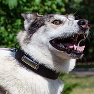 Husky Collar with ID | ID Collar for Dogs Comfort and Safety