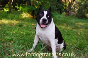 Staffordshire Bull Terrier Information