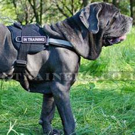 Italian Mastiff Dog Harness | Nylon Dog Harness with Handle