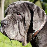 mastiff dog breeds