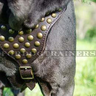 Italian Mastiff Dog Leather Harness | Large Dog Leather Harness