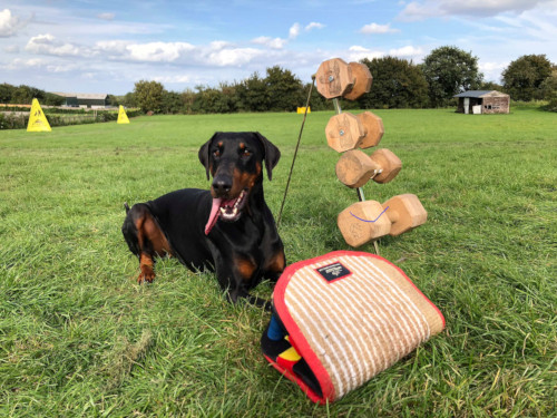 dog biting training tool