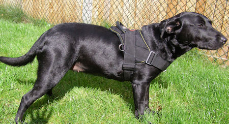 Labrador Retriever Harness UK