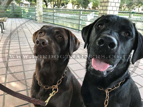 Fur Saver Dog Collars on Labradors