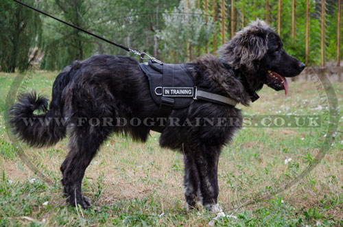 large breed dog walking harness for Caucasian Shepherd