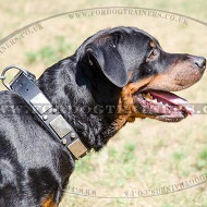 Large Dog Collar for Strong Dogs Like Rottweiler