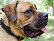 Large Dog Collar for Cane Corso | Soft Padded Dog Collar